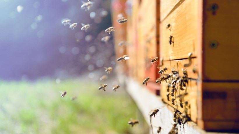 工業(yè)平板電腦廠家:用最新的機器視覺技術追蹤健康的蜂巢種群 